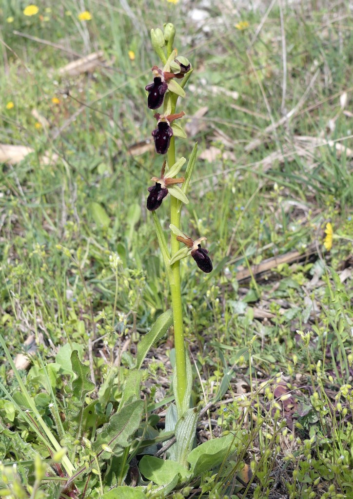 Ophrys promontorii e forme variabili  Lazio e Abruzzo aprile e maggio 2018